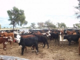 Jornada ganadera de cría bovina en Angaco