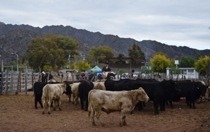 Productores ganaderos de Valle Fértil recibieron toros reproductores