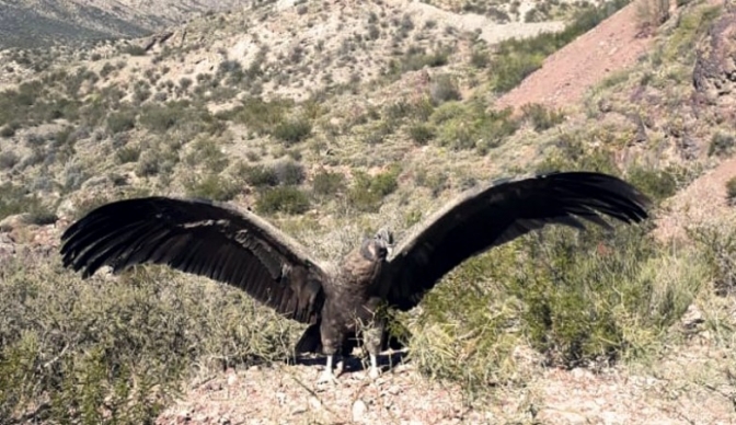 Tres cóndores andinos volvieron a la libertad