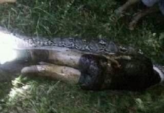 Sacan el cuerpo de un indonesio del vientre de una pit&oacute;n