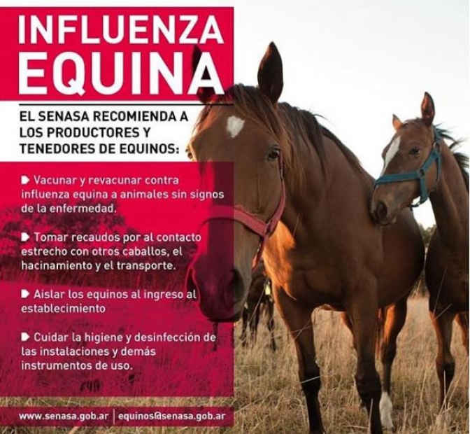 Medidas sanitarias en San Juan ante casos de influenza equina