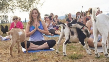 El Yoga con cabras es la &uacute;ltima moda en los Estados Unidos