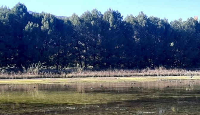 En un monitoreo de aves macá gris en Pedernal