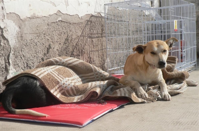 Programa de Esterilización: Calendario hasta fines de enero