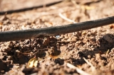 Subsidios para riego agr&iacute;cola