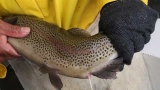Ambiente trabaja en la cría de 15 mil Truchas Arco Iris