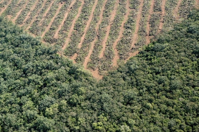 Deforestación en el norte de Argentina- Informe anual 2016