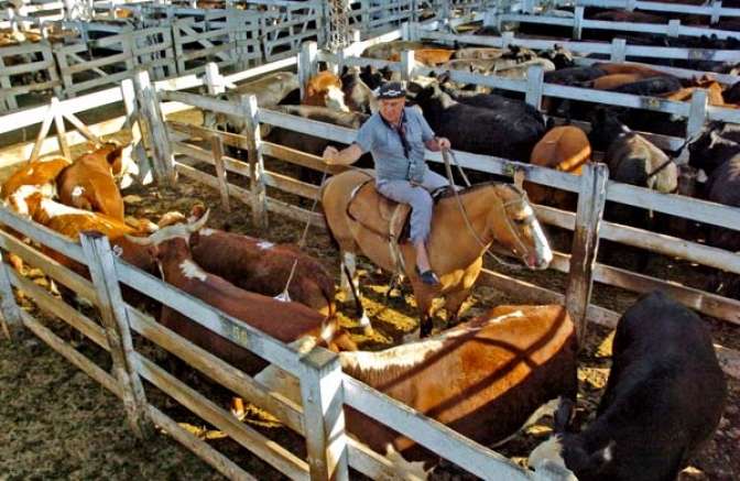 Mercado de Liniers hacienda vacuna ingresada