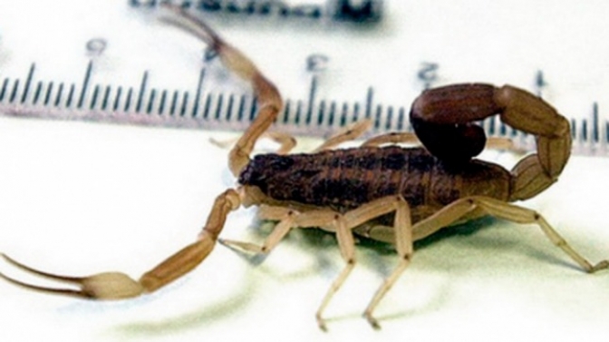 Dos niñas fueron atacadas por alacranes en Córdoba