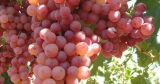 Inscripci&oacute;n de productores de uva en fresco en San Juan