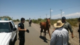 Capturaron animales sueltos en la Ruta a Valle F&eacute;rtil
