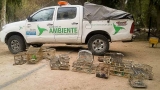 Ambiente labr&oacute; 12 actas de infracci&oacute;n por captura de aves