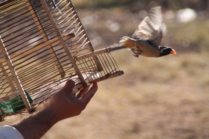 La comercialización de animales de la fauna silvestre es delito