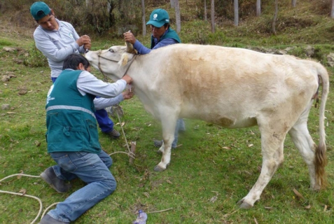 Nueva estrategia para el control y la erradicación de brucelosis bovina