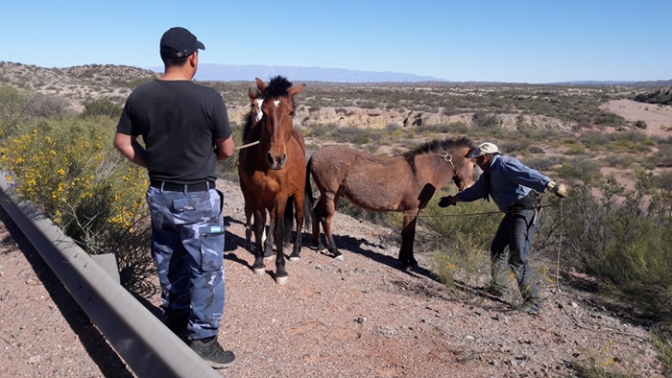 El gobierno capturó 16 animales sueltos en las rutas de la provincia