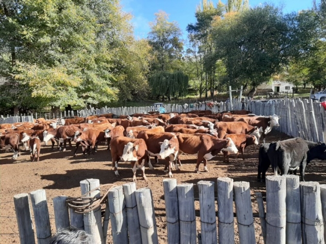 Entregan vacunas contra brucelosis y aftosa en departamentos productivos