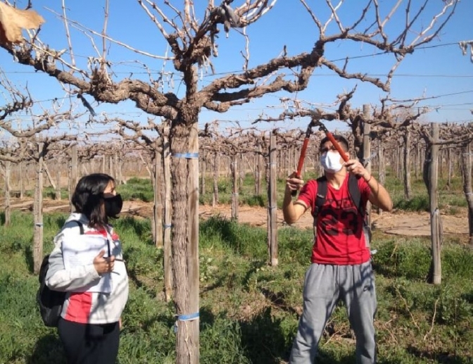 Prácticas Profesionalizantes: estudiantes realizan labores agrícolas, manejos de agroquímicos e hidroponía